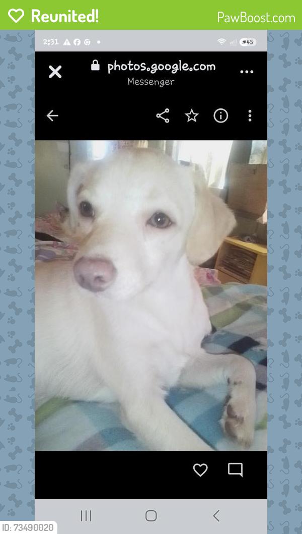Reunited Male Dog last seen Brittain rd Midway plaza, Tallmadge, OH 44305