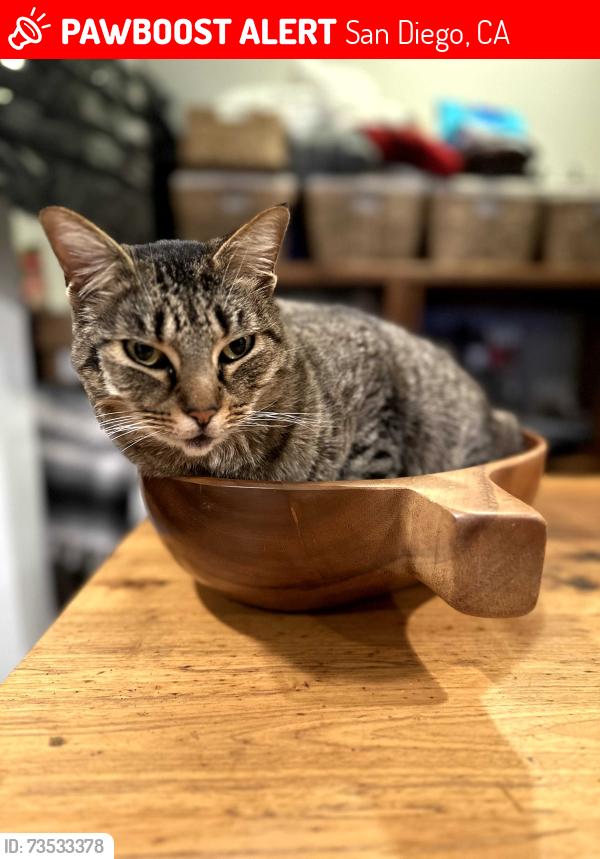 Lost Female Cat last seen Preece St. & Comstock, San Diego, CA 92111