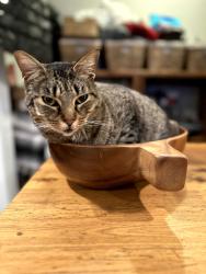 Lost Female Cat last seen Preece St. & Comstock, San Diego, CA 92111