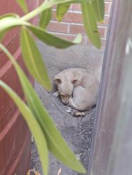 Found/Stray Unknown Dog last seen Park Ave and Alturas, Tucson, AZ 85719