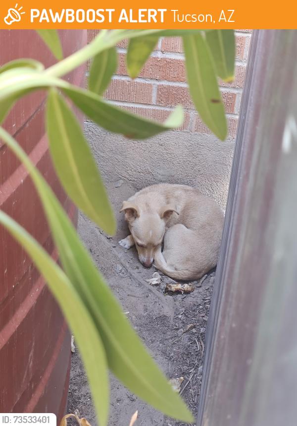 Found/Stray Unknown Dog last seen Park Ave and Alturas, Tucson, AZ 85719