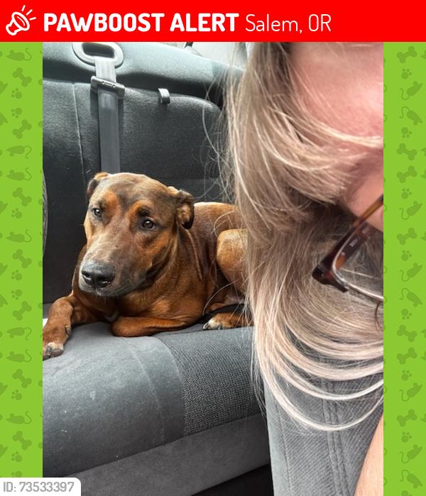 Lost Female Dog last seen Se Pringle and Salishan st se, Salem, OR 97302