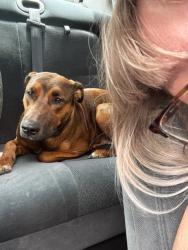 Lost Female Dog last seen Se Pringle and Salishan st se, Salem, OR 97302