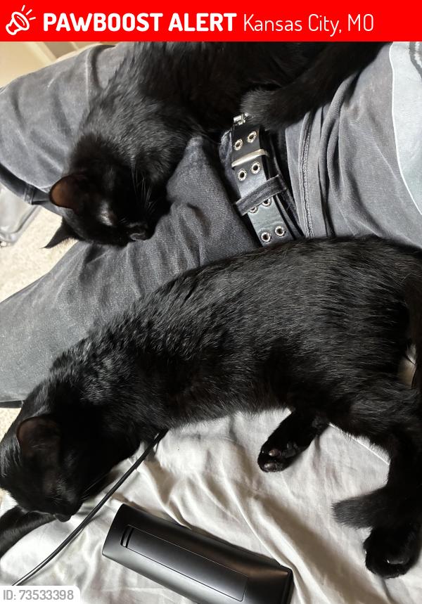 Lost Female Cat last seen Near nw coves dr, Kansas City, MO 64151, Kansas City, MO 64151