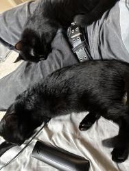 Lost Female Cat last seen Near nw coves dr, Kansas City, MO 64151, Kansas City, MO 64151