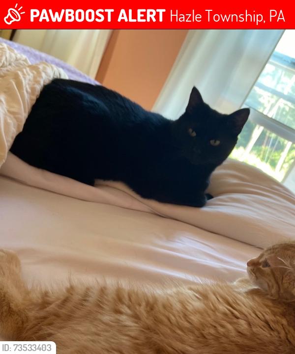 Lost Male Cat last seen Hollywood blvd, Hazle Township, PA 18202