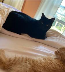 Lost Male Cat last seen Hollywood blvd, Hazle Township, PA 18202
