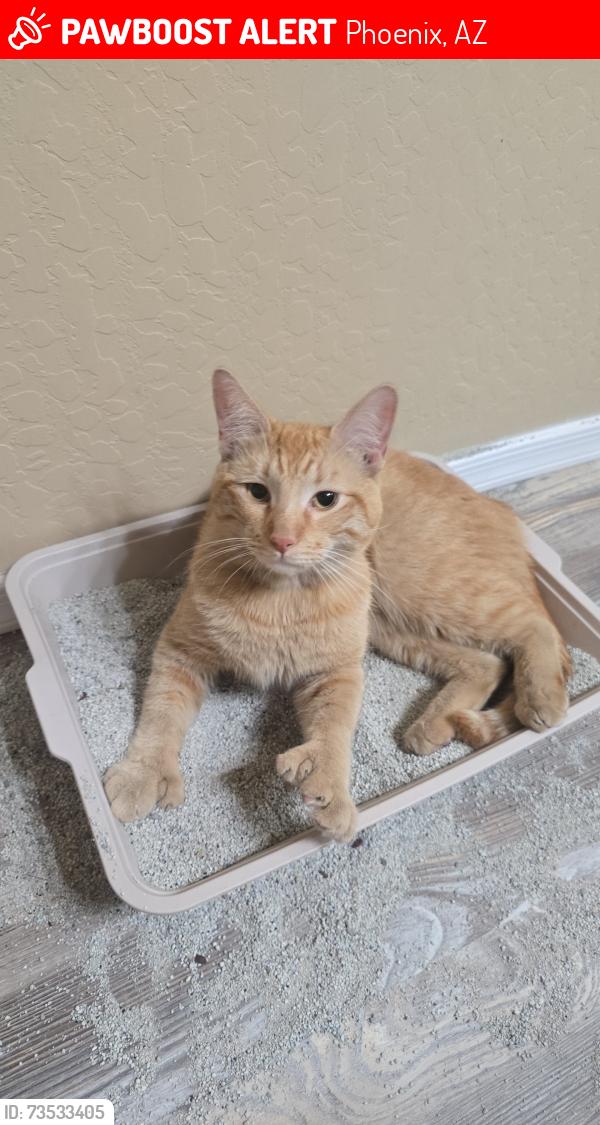 Lost Male Cat last seen 51st ave & Encanto blvd, Phoenix, AZ 85035