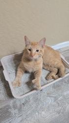 Lost Male Cat last seen 51st ave & Encanto blvd, Phoenix, AZ 85035