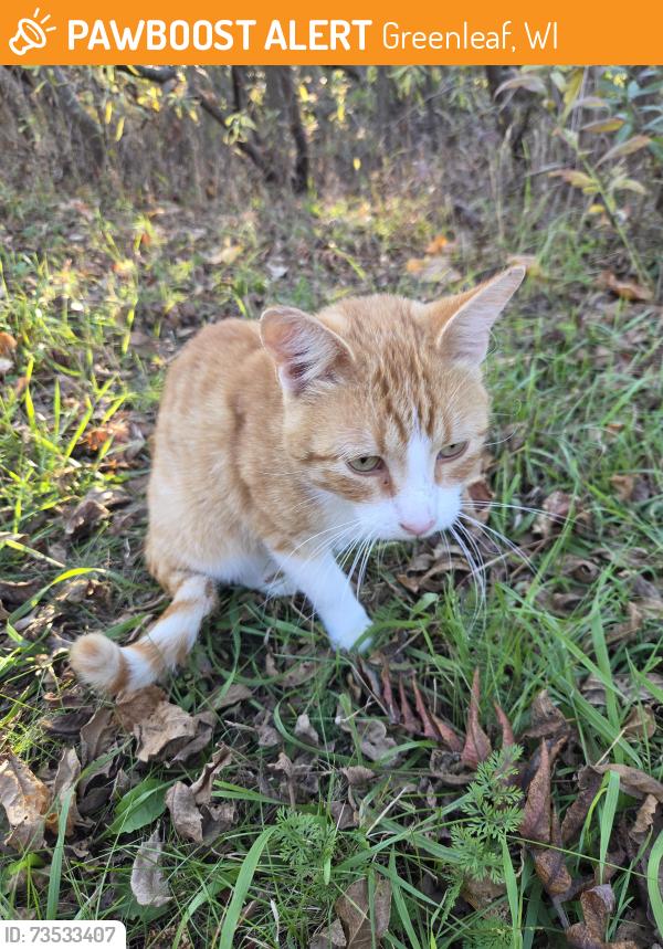 Found/Stray Male Cat last seen Highway 57 and 96, Greenleaf, WI 54126