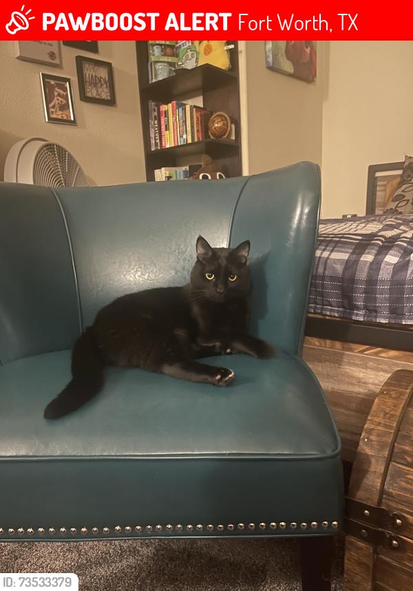 Lost Male Cat last seen McPherson Blvd & Hulen 4409 Lugano Terrace, Fort Worth, TX 76036