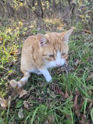 Found/Stray Male Cat last seen Highway 57 and 96, Greenleaf, WI 54126