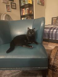 Lost Male Cat last seen McPherson Blvd & Hulen 4409 Lugano Terrace, Fort Worth, TX 76036