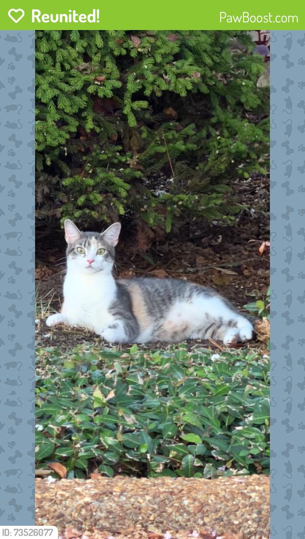Reunited Female Cat last seen Roses Bluff, Madison, MS, Madison, MS 39110
