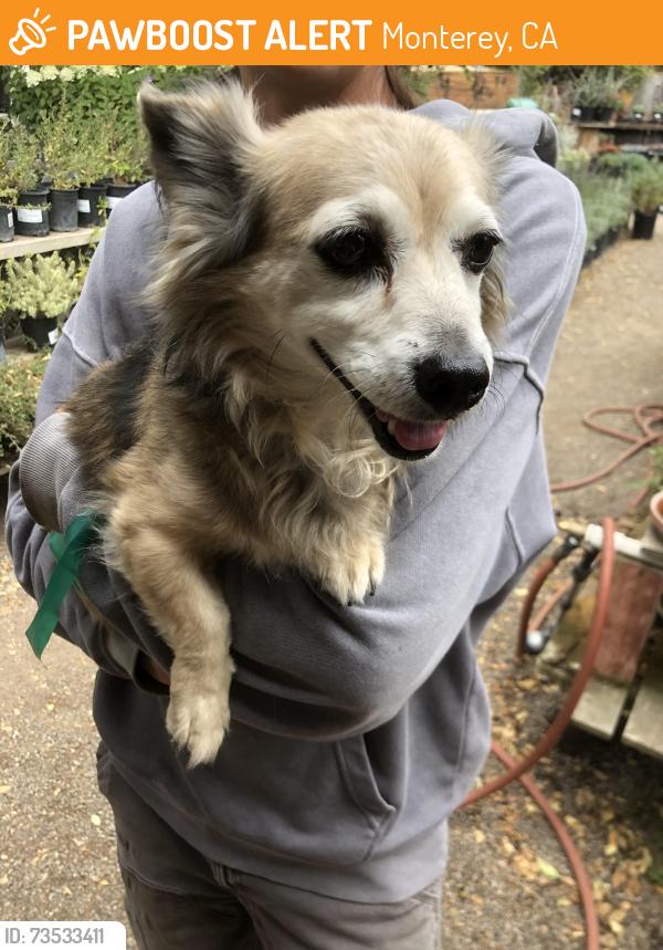 Found/Stray Male Dog last seen Denis the menace park, Monterey, CA 93940
