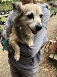 Found/Stray Male Dog last seen Denis the menace park, Monterey, CA 93940