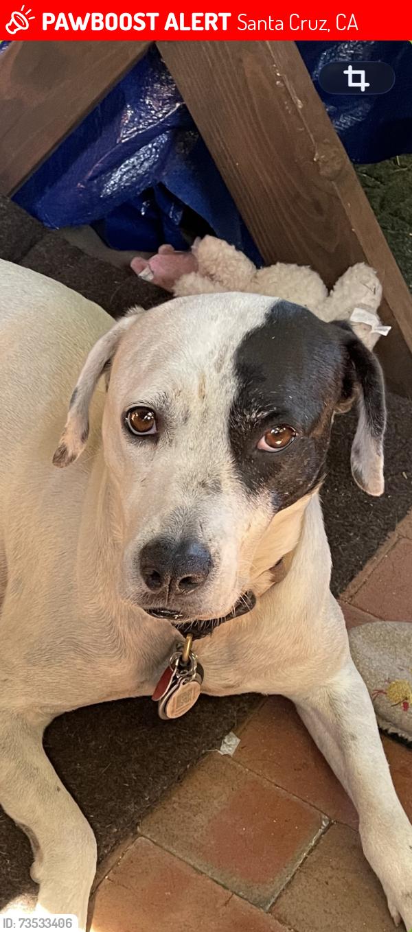 Lost Female Dog last seen Digg, Santa Cruz, CA 95060