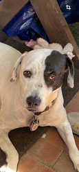 Lost Female Dog last seen Digg, Santa Cruz, CA 95060