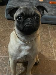 Lost Male Dog last seen N/A, Soledad, CA 93960