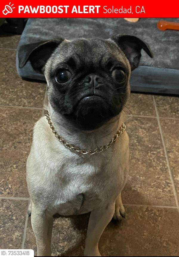 Lost Male Dog last seen N/A, Soledad, CA 93960