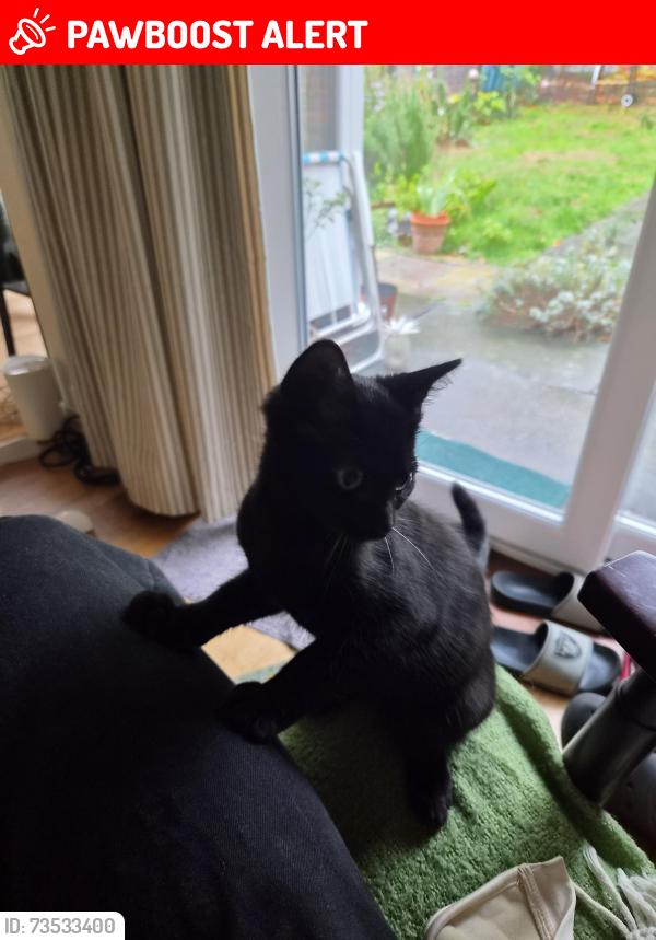 Lost Male Cat last seen Army Cadets Centre, Greater London, England SW2 2PA