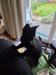 Lost Male Cat last seen Army Cadets Centre, Greater London, England SW2 2PA