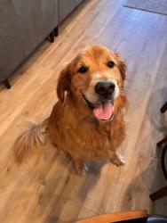 Reunited Male Dog last seen Martial Arts center, SC-9, SC 29728