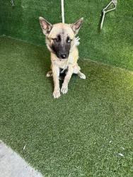 Shelter Stray Female Dog last seen , 5210 W Ave I, Lancaster, CA 93536, USA