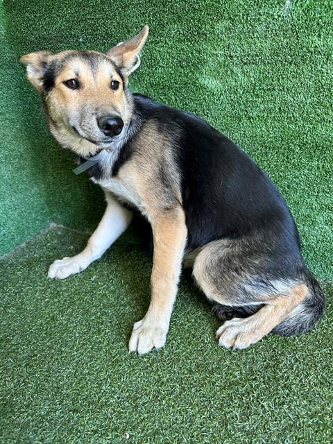 Shelter Stray Female Dog last seen , 5210 W Ave I, Lancaster, CA 93536, USA