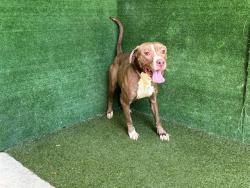 Shelter Stray Female Dog last seen , 5210 W Ave I, Lancaster, CA 93536, USA