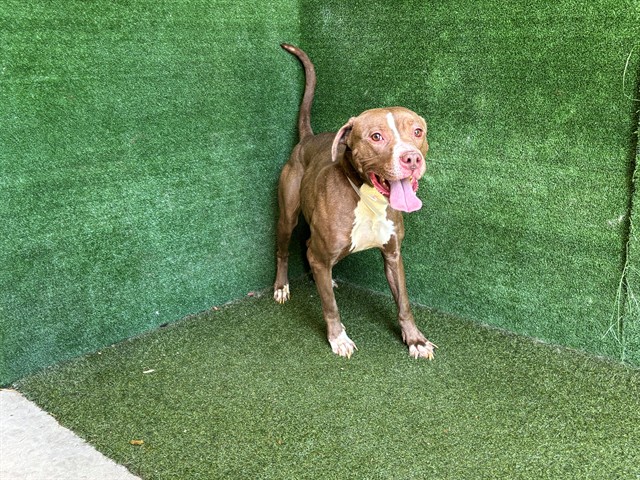 Shelter Stray Female Dog last seen , 5210 W Ave I, Lancaster, CA 93536, USA