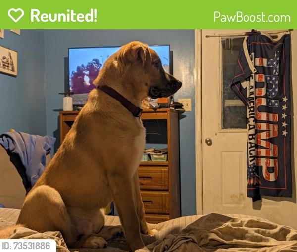 Reunited Male Dog last seen Mebane st Burlington NC, Burlington, NC 27215