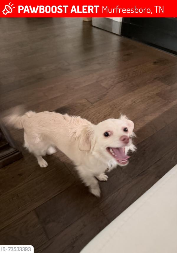 Lost Female Dog last seen Rucker Lane- Marymont Springs and Muirwood, Murfreesboro, TN 37128