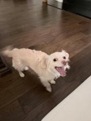 Lost Female Dog last seen Rucker Lane- Marymont Springs and Muirwood, Murfreesboro, TN 37128