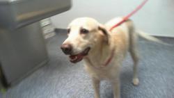 Shelter Stray Male Dog last seen CHARLOTTE, 8315 Byrum Dr, Charlotte, NC 28217, USA