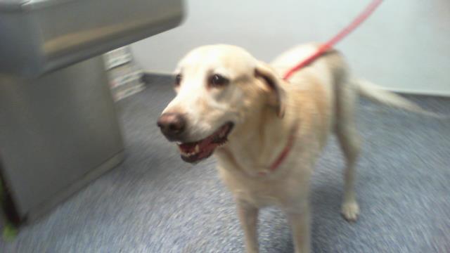 Shelter Stray Male Dog last seen CHARLOTTE, 8315 Byrum Dr, Charlotte, NC 28217, USA