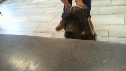 Shelter Stray Male Dog last seen CHARLOTTE, 8315 Byrum Dr, Charlotte, NC 28217, USA
