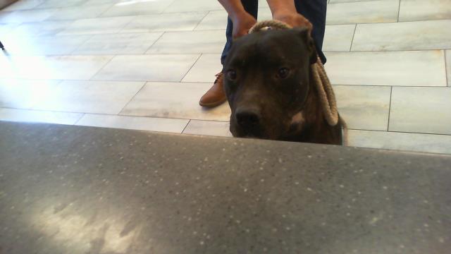 Shelter Stray Male Dog last seen CHARLOTTE, 8315 Byrum Dr, Charlotte, NC 28217, USA