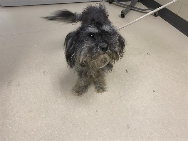 Shelter Stray Male Dog last seen Near BLOCK KAUL AVE, 3839 W Burnham St, West Milwaukee, WI 53215, USA