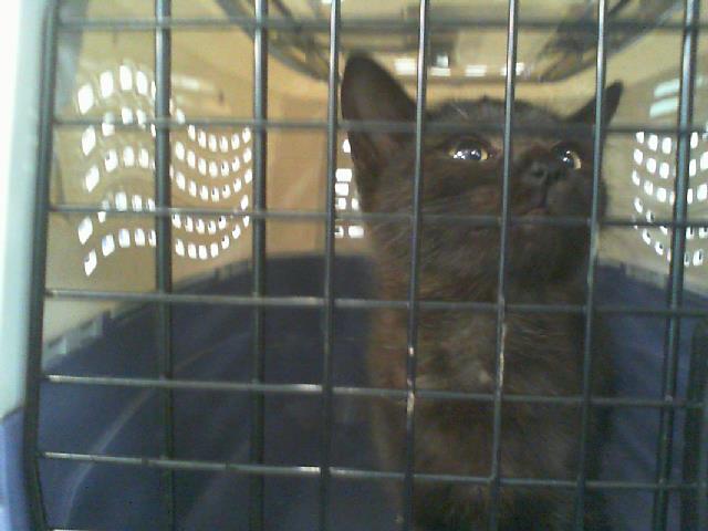 Shelter Stray Female Cat last seen CHARLOTTE, 8315 Byrum Dr, Charlotte, NC 28217, USA