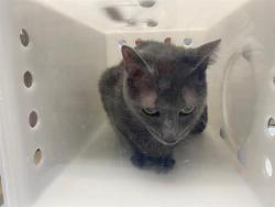 Shelter Stray Male Cat last seen Near BLOCK S 3RD ST, 3839 W Burnham St, West Milwaukee, WI 53215, USA