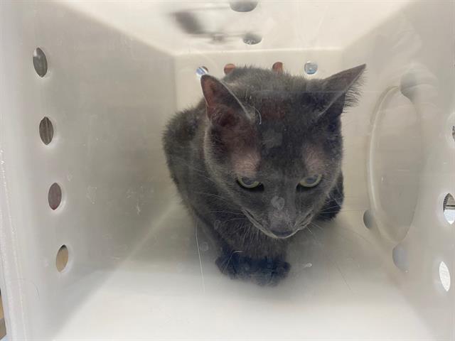 Shelter Stray Male Cat last seen Near BLOCK S 3RD ST, 3839 W Burnham St, West Milwaukee, WI 53215, USA