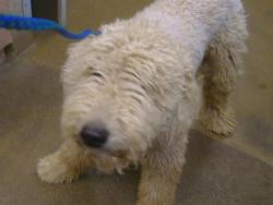 Shelter Stray Male Dog last seen EAGLES NEST RD/FLORIN RD, 95830, 3839 Bradshaw Rd, Sacramento, CA 95827, USA
