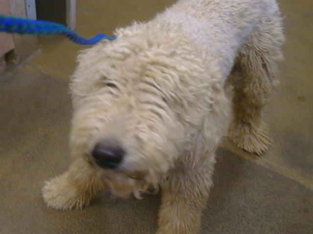 Shelter Stray Male Dog last seen EAGLES NEST RD/FLORIN RD, 95830, 3839 Bradshaw Rd, Sacramento, CA 95827, USA