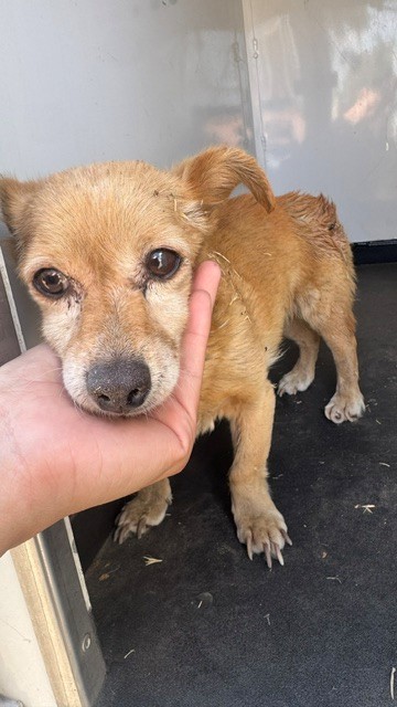 Shelter Stray Female Dog last seen Near BLK O ST, BAKERSFIELD, CA, 201 S Mt Vernon Ave, Bakersfield, CA 93307, USA