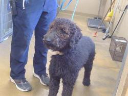 Shelter Stray Male Dog last seen EAGLES NEST RD/FLORIN RD, 95830, 3839 Bradshaw Rd, Sacramento, CA 95827, USA