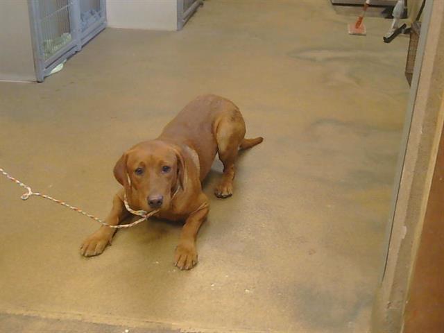 Shelter Stray Male Dog last seen HAZELNUT LN/ELSIE AVE, 95828, 3839 Bradshaw Rd, Sacramento, CA 95827, USA