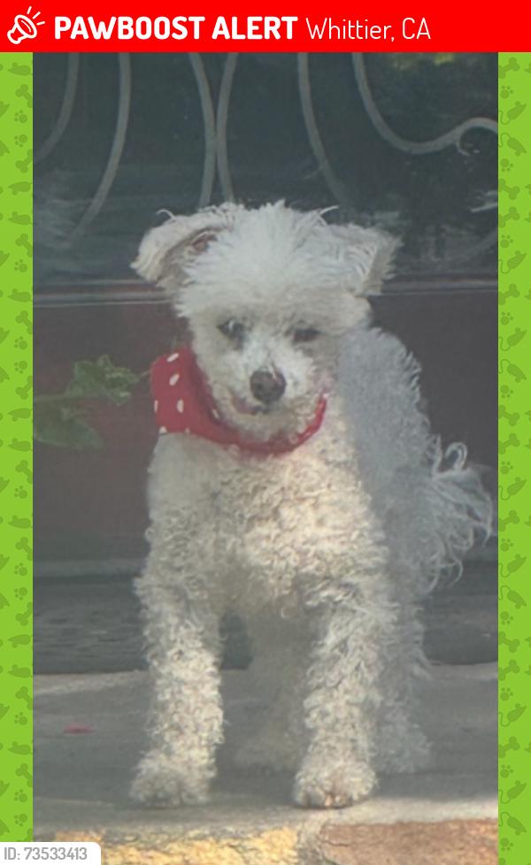 Lost Male Dog last seen Beverly Drive and Rideout, Whittier, CA 90601