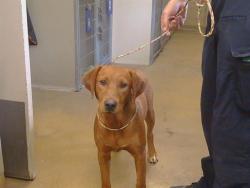 Shelter Stray Male Dog last seen HAZELNUT LN/ELSIE AVE, 95828, 3839 Bradshaw Rd, Sacramento, CA 95827, USA