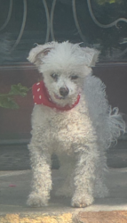 Lost Male Dog last seen Beverly Drive and Rideout, Whittier, CA 90601